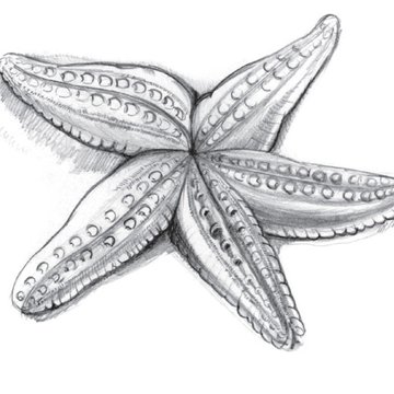 Тату эскизы морской звезды