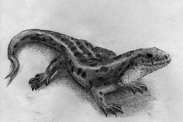 Тату ескізи «Ящірка».