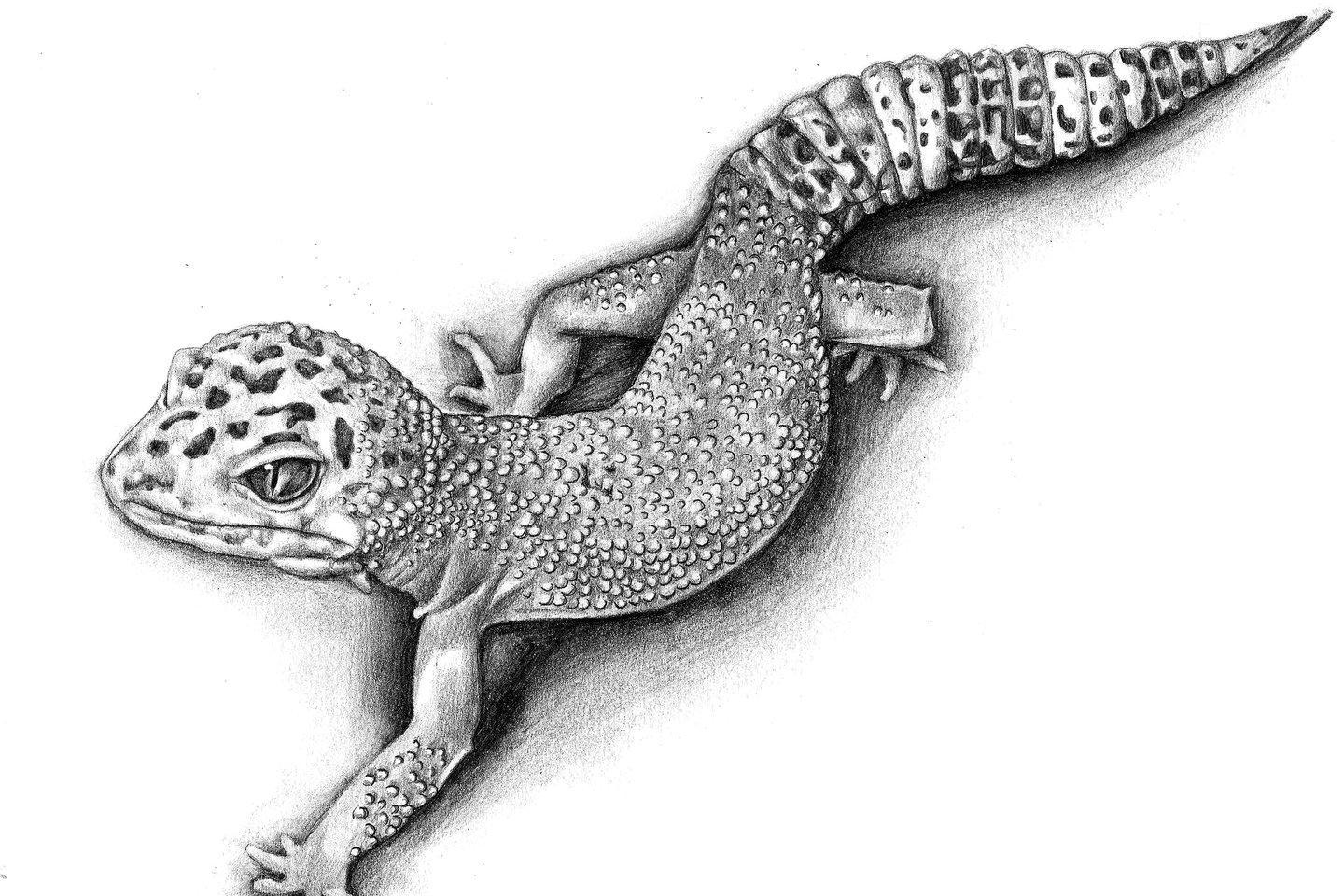 Тату ескізи «Ящірка».